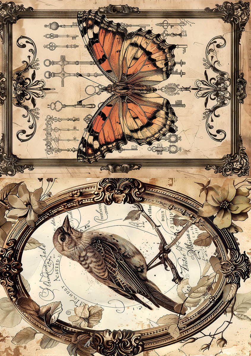 Rice Paper A5 Mixed 8/Pkg Cabinet Of Curiosities