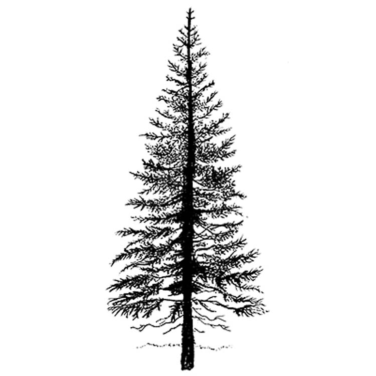 Lavinia Stamp - Fir Tree 1