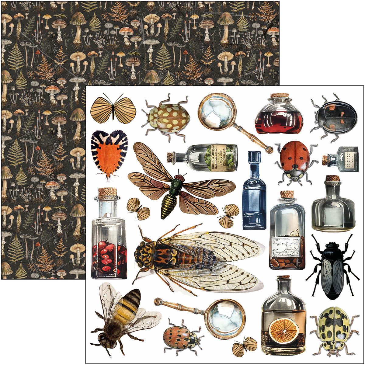 Cabinet Of Curiosities Fussy Cut Pad 6"x6" 24/Pkg