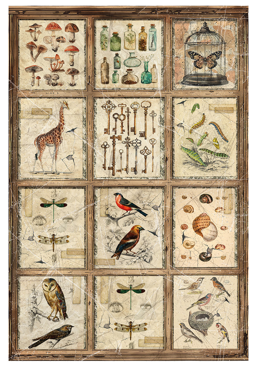 Rice Paper A4 MIXED 4/Pkg Cabinet Of Curiosities