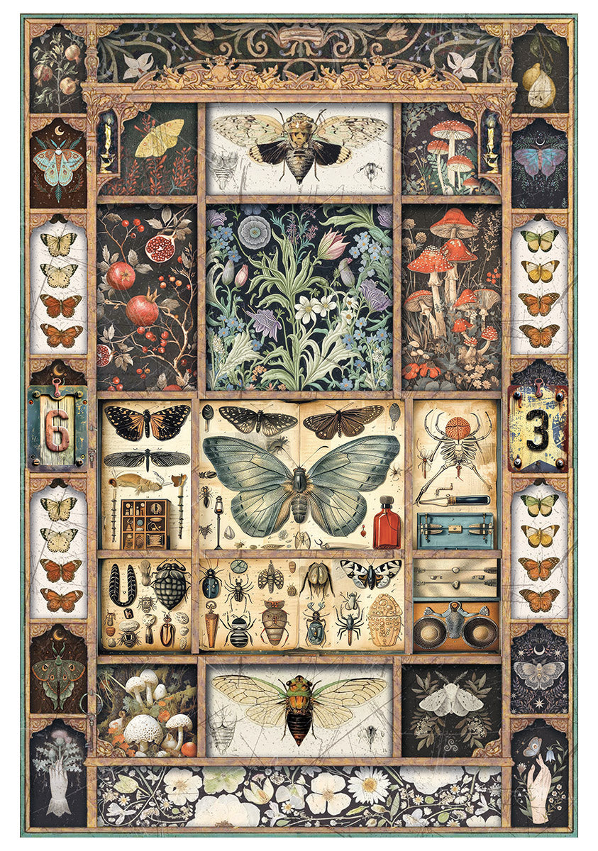 Rice Paper A4 MIXED 4/Pkg Cabinet Of Curiosities