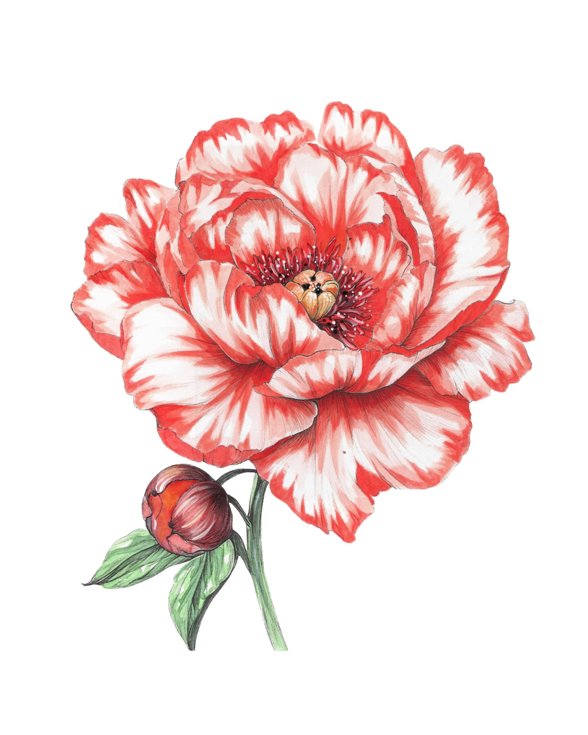 Willow Wolfe - Watercolor Workbook: Bold Florals by Willow & Nya Wolfe